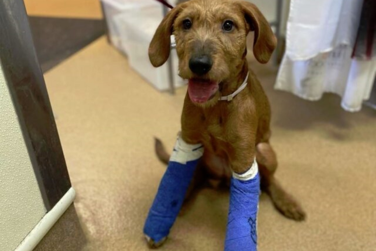 Il salvataggio e la nuova vita del cagnolino MacGregor