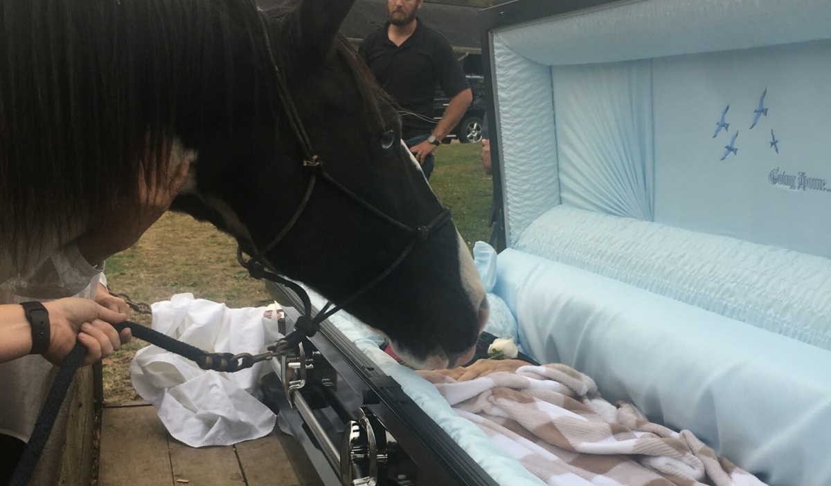 L’ultimo saluto di un cavallo di nome Major al suo amico umano scomparso