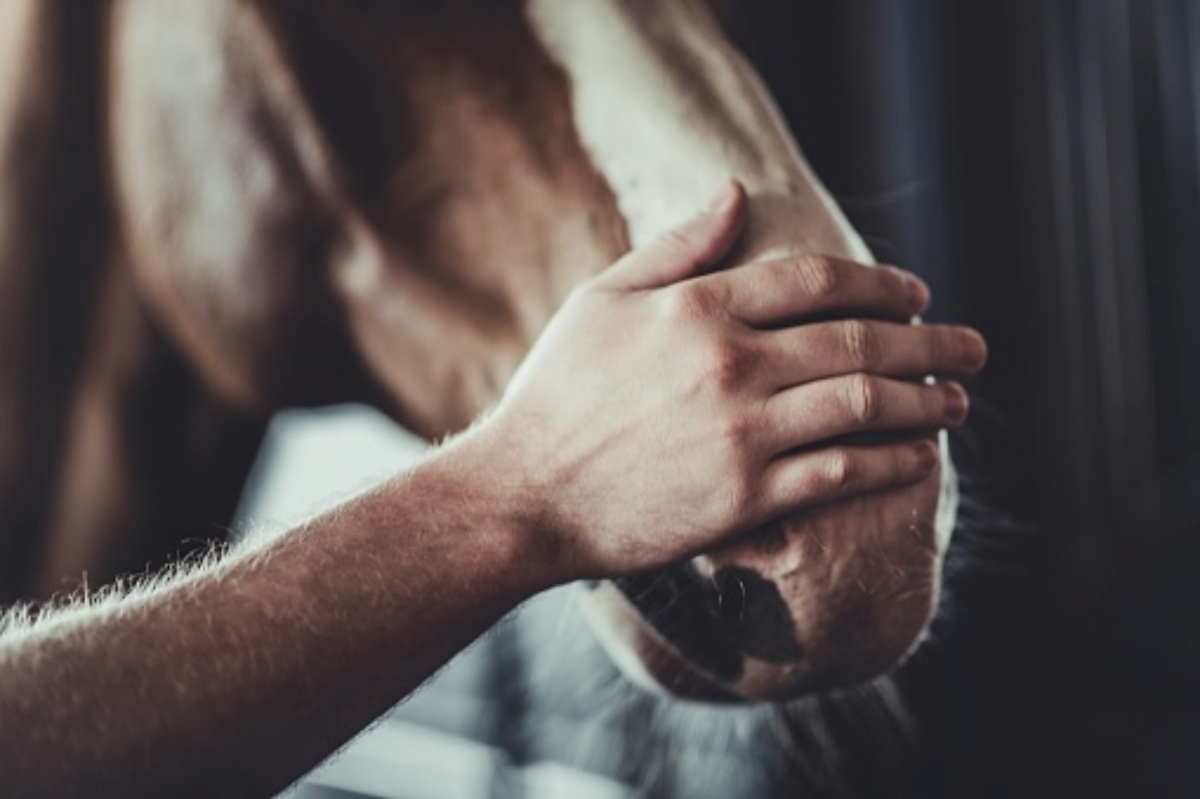 La commovente storia del cavallo Major