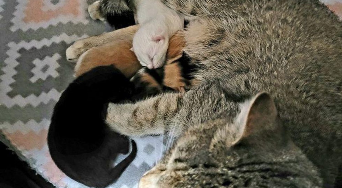 La storia di una mamma gatto