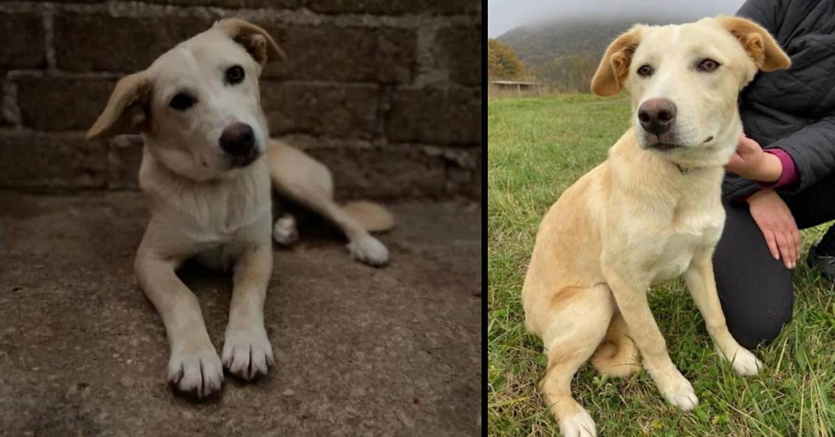 Milù, il concentrato di bellezza, dolcezza e simpatia è alla ricerca di una famiglia