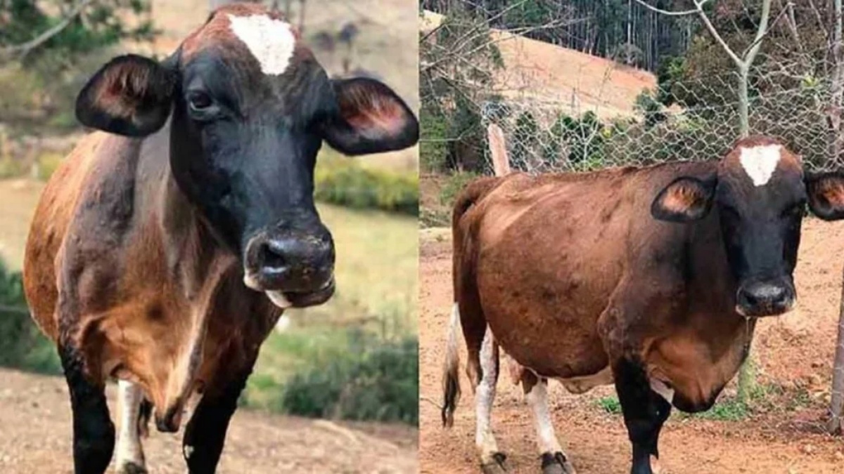 Mucca fugge 6 volte dal mattatoio per poter partorire in sicurezza