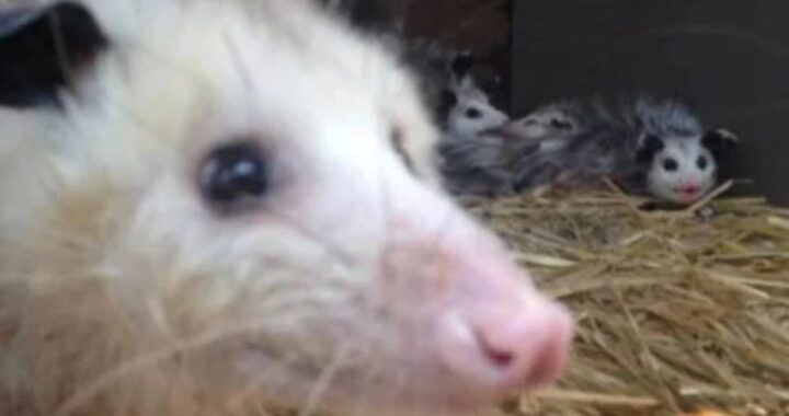 Il salvataggio di una mamma opossum e dei suoi cuccioli