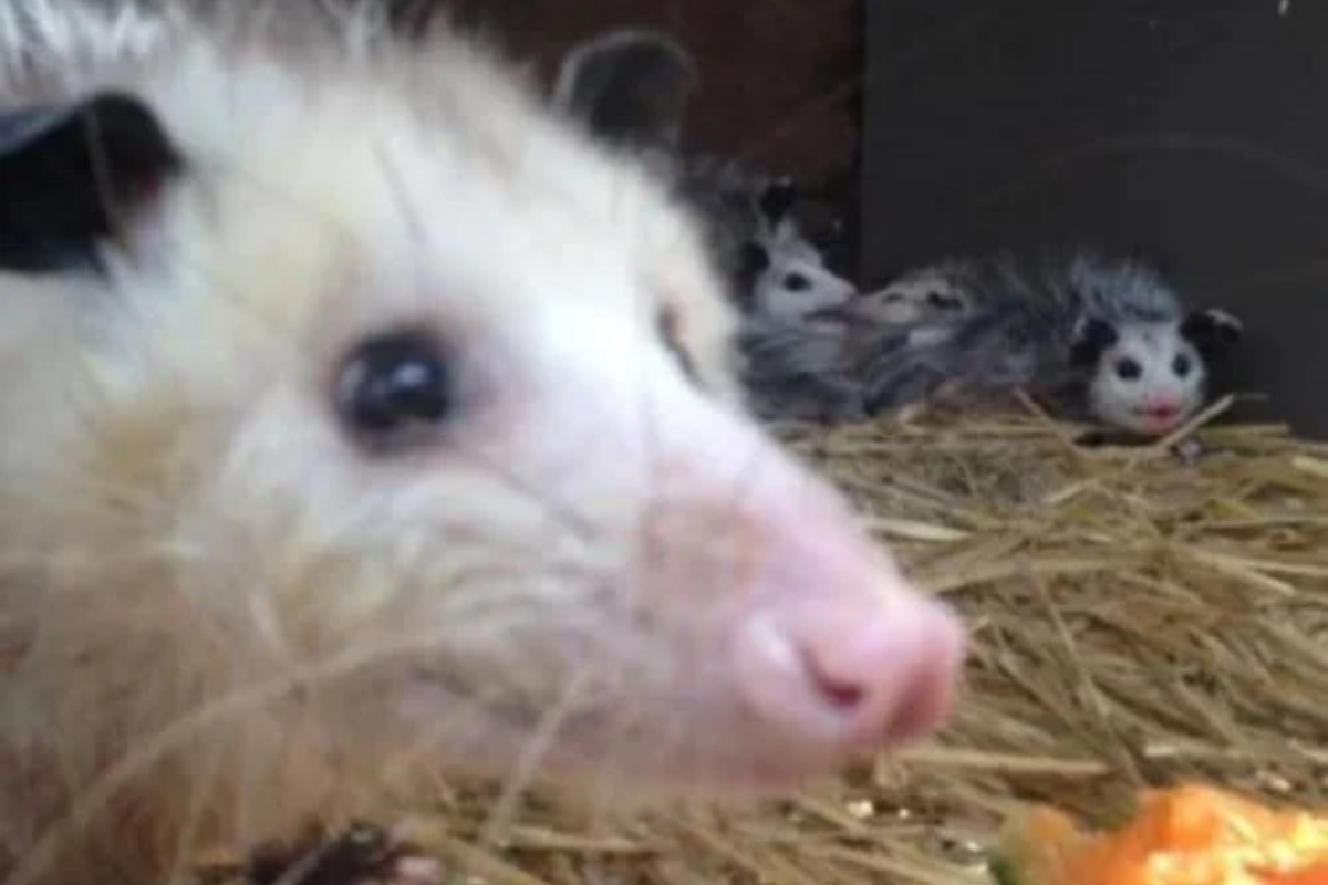 Mamma opossum porta i suoi bambini al rifugio e chiede aiuto