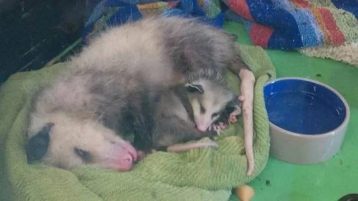 Il salvataggio di una mamma opossum e dei suoi cuccioli