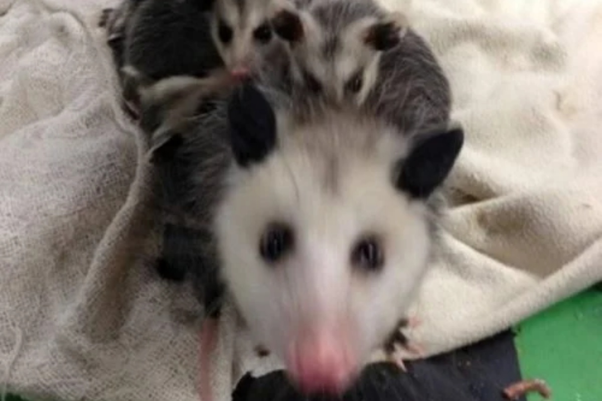 Il salvataggio di una mamma opossum e dei suoi cuccioli