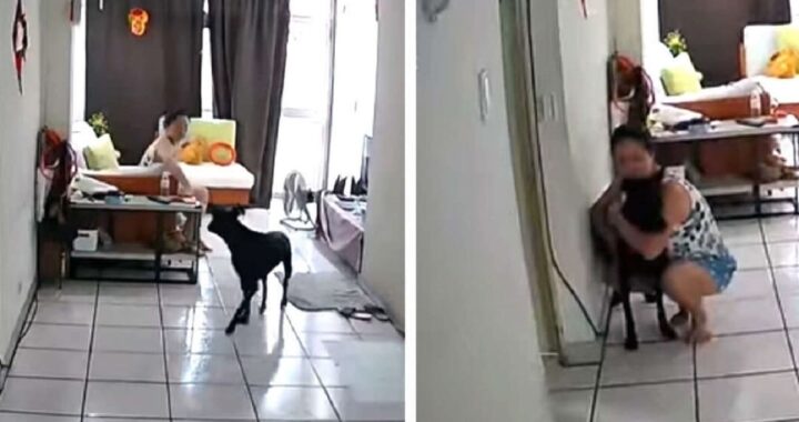 Il video del cane Owen durante il terremoto