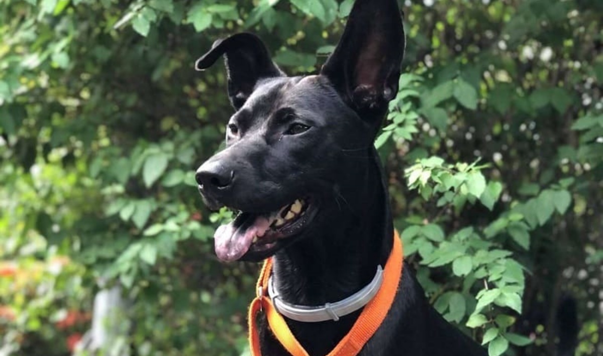 Il video del cane Owen durante il terremoto