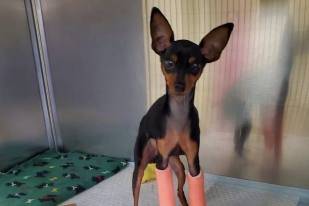 La storia di Radar, un cucciolo con le zampe rotte salvato dai volontari