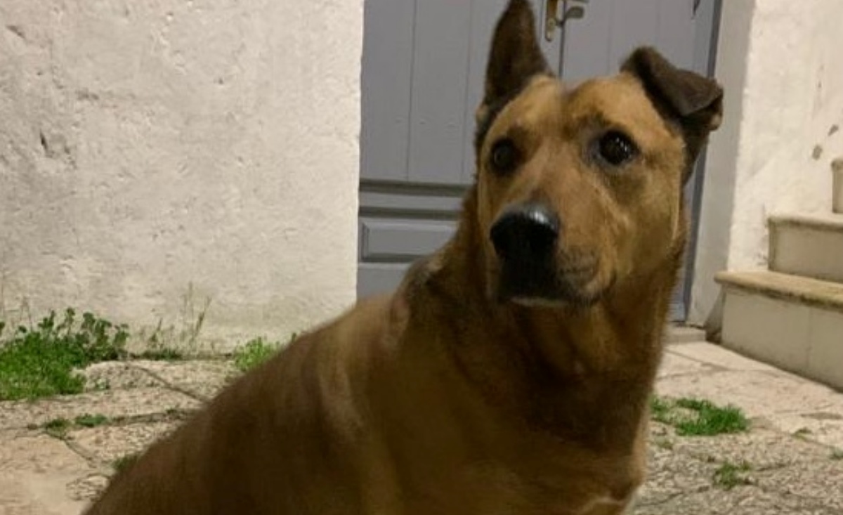 È morto Rex, il cane di Altamura: lo straziante addio