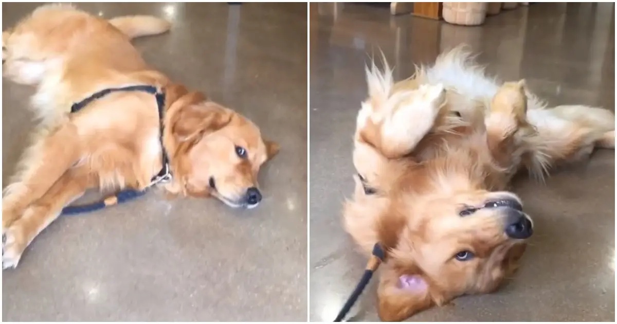 Rufio, il simpatico Golden Retriever che non vuole lasciare il negozio di animali