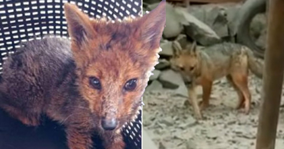 Famiglia adotta Run Run credendo fosse un cane, ma poi scopre la verità