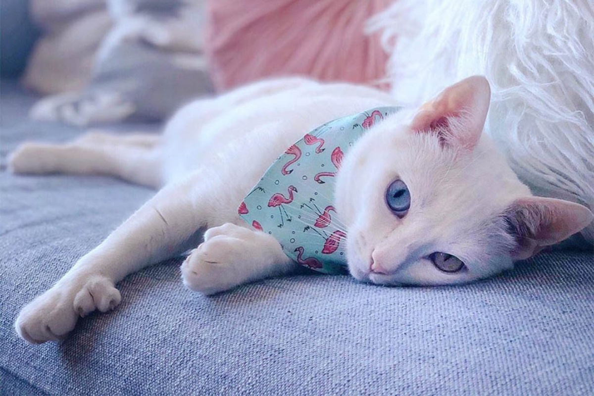 Sansa, la gattina diversa, abbandonata dai suoi ex umani, ritrova la felicità
