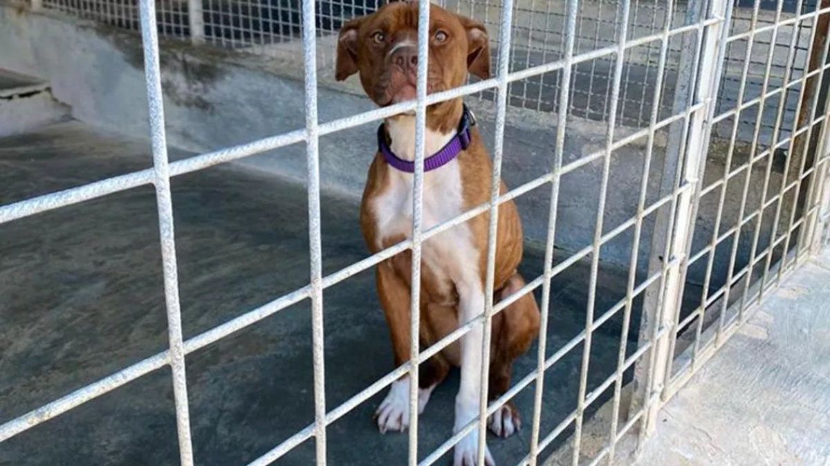 Comprata in un allevamento e poi abbandonata perché malata: la storia della cagnolina Shakira