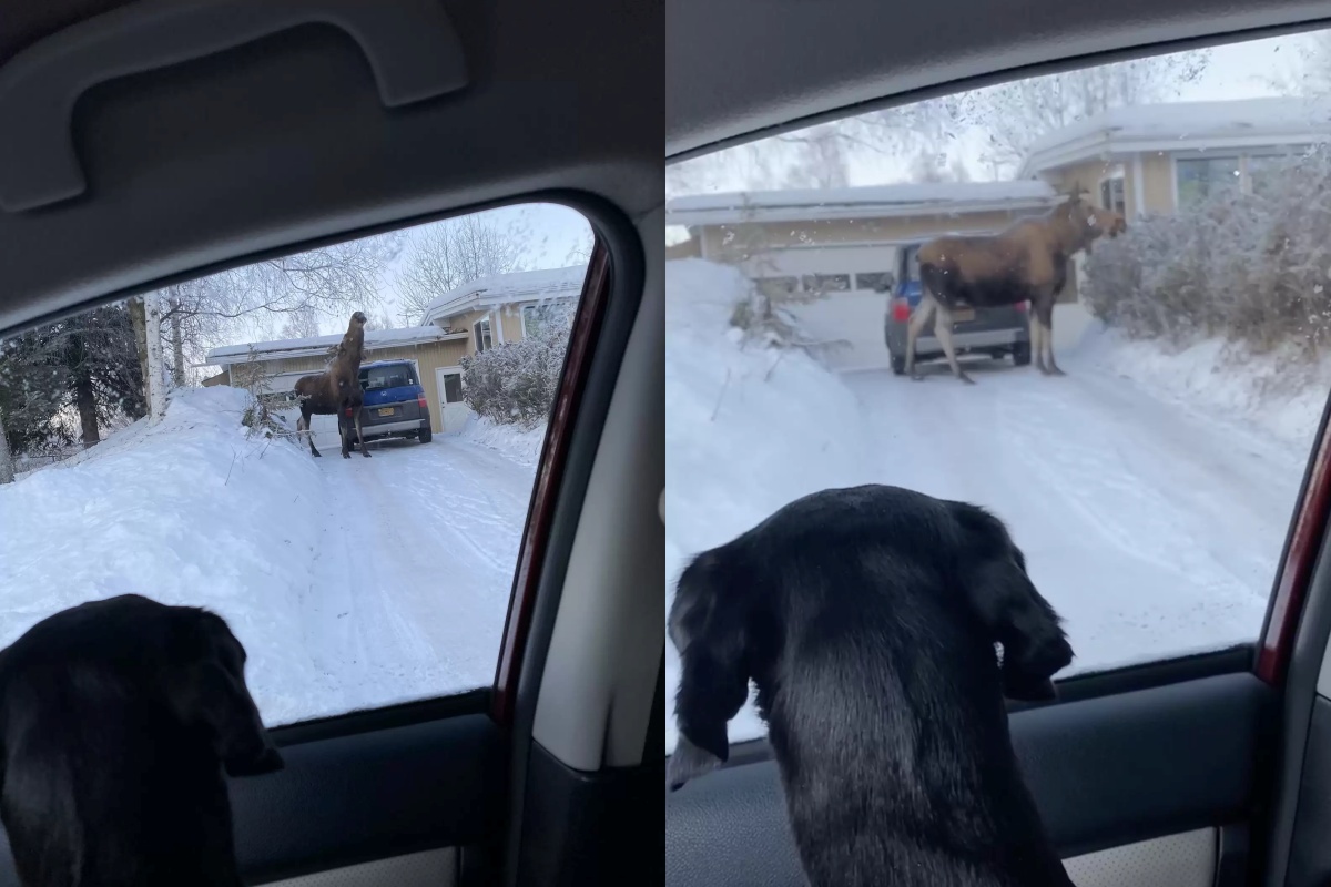 Il cane Starbuck vede un alce per la prima volta
