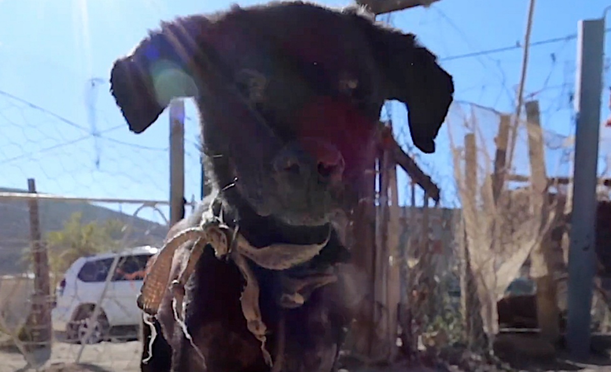 Stella, la cagnolina abbandonata dalla sua famiglia: la sua incredibile trasformazione