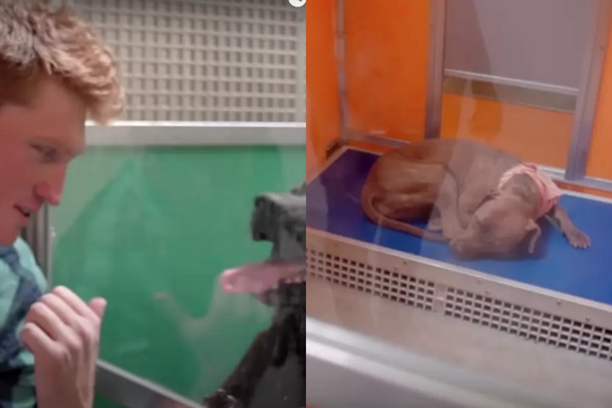 Stuart Edge e il bellissimo gesto nei confronti dei cuccioli rinchiusi nei rifugi