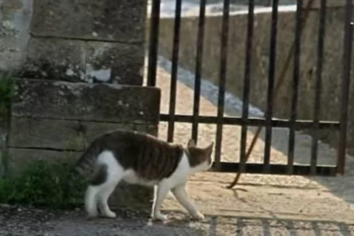 Toldo e Renzo amici per sempre