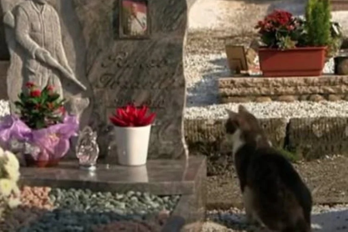 Toldo e Renzo, un’amicizia eterna tra un uomo e il suo gattino