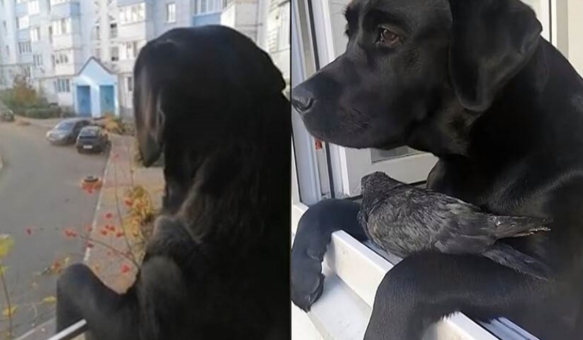 Il video del cane Yunona e del suo nuovo amico piccione