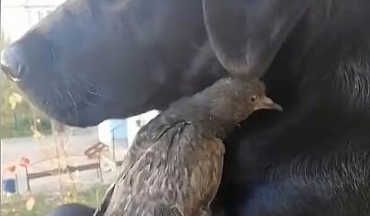 Il video del cane Yunona e del piccione