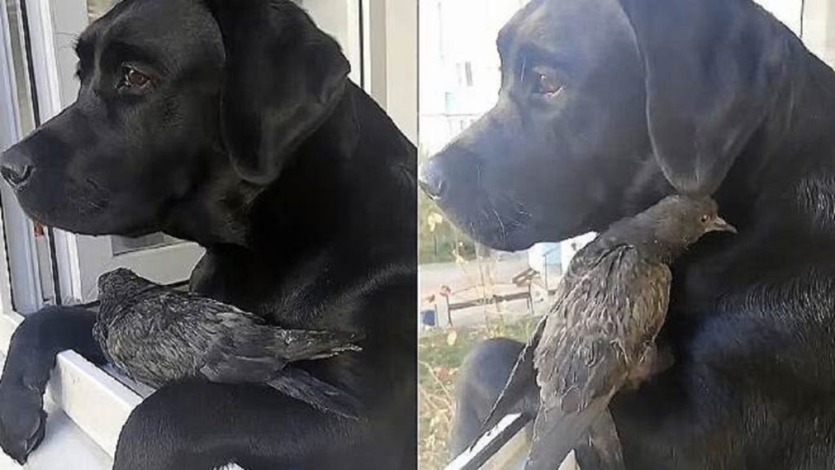 The video of the dog Yunona and the pigeon