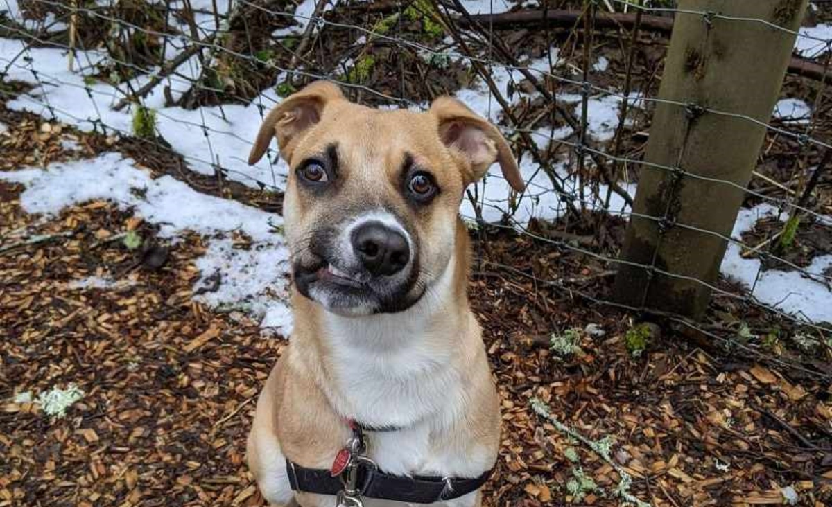 La storia del cane Zeke