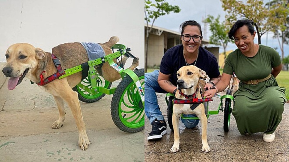 Adopting a paraplegic dog