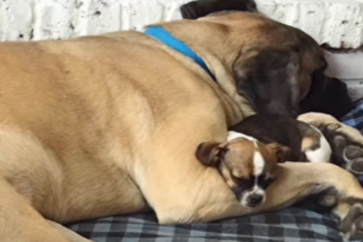 L’amicizia nata tra il mastino Huey e la chihuahua Bella: ora sono inseparabili