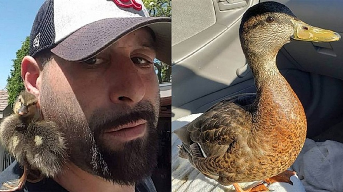 Anatra salvata dall’annegamento corre ogni giorno tra le braccia del suo salvatore