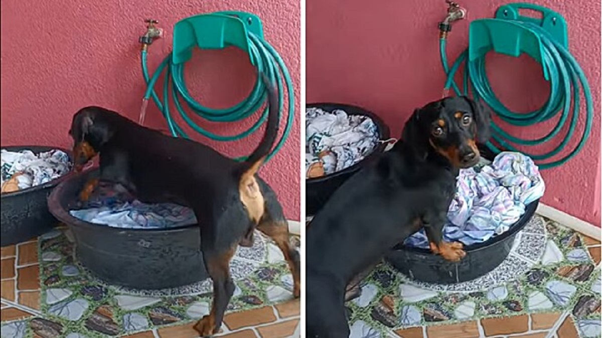 Dachshund washes clothes in a basin