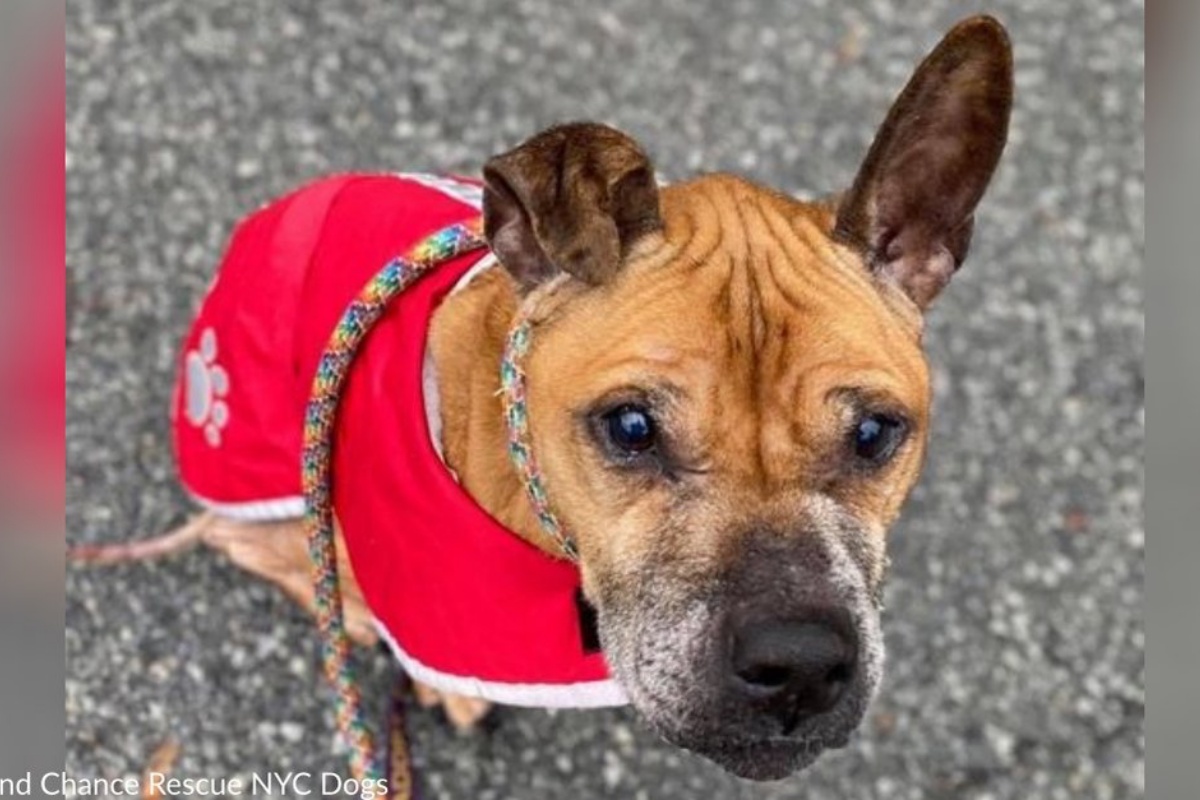 La disperata ricerca di una casa per Betty, un’anziana cagnolina di 10 anni