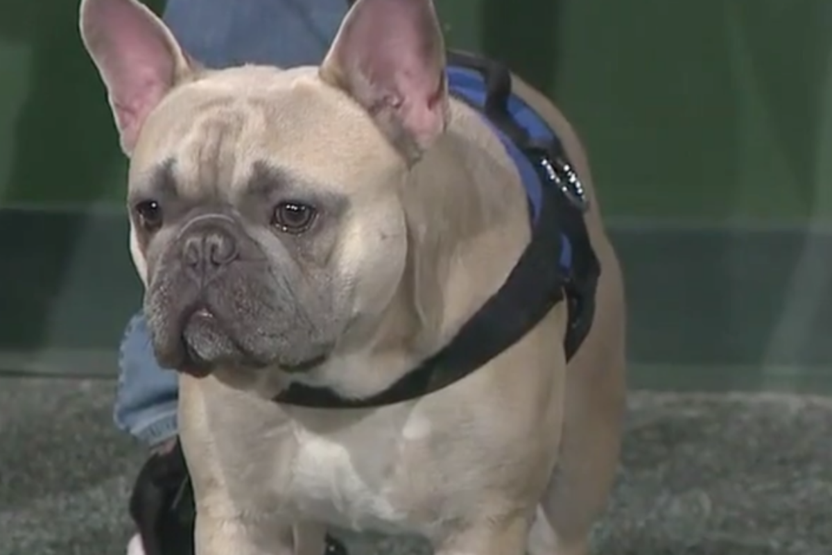 Dopo giorni di disperazione l’amico umano ha potuto riabbracciare il suo Bugsy, il bulldog francese rubato
