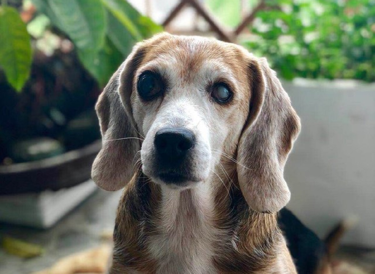 Cagnolina cieca salvata