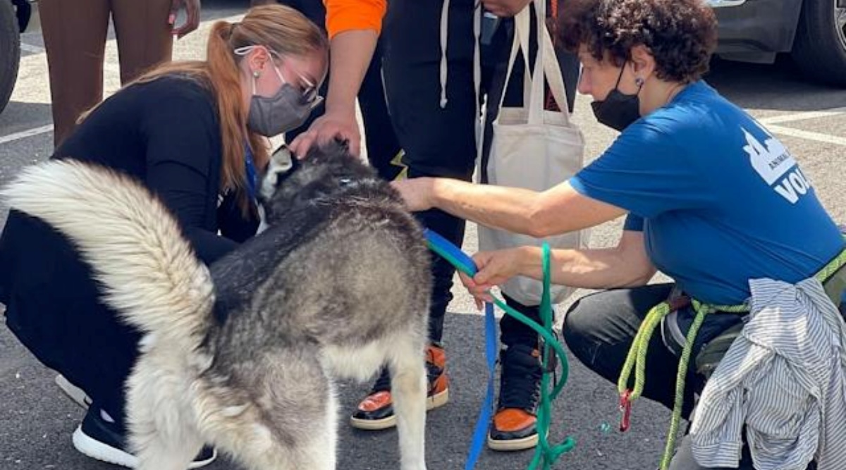 Cane abbandonato all’aeroporto di New York: la famiglia non aveva i documenti per imbarcarlo