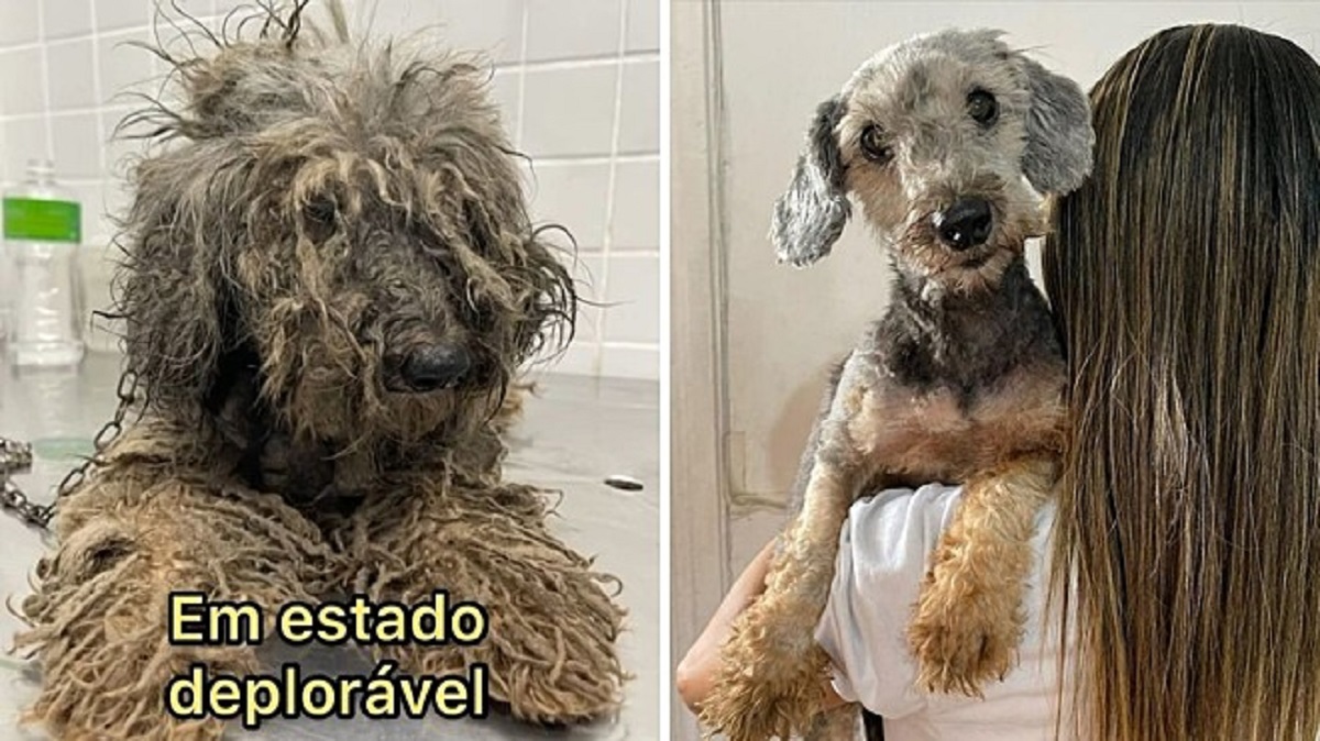 Cane abbandonato torna a fidarsi degli umani e ritorna a vivere