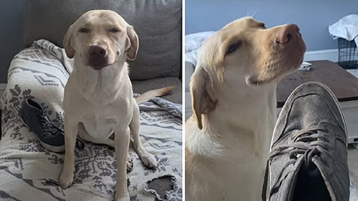 Cane mastica le scarpe, non si pente del gesto e fa un sorriso di sfida alla proprietaria