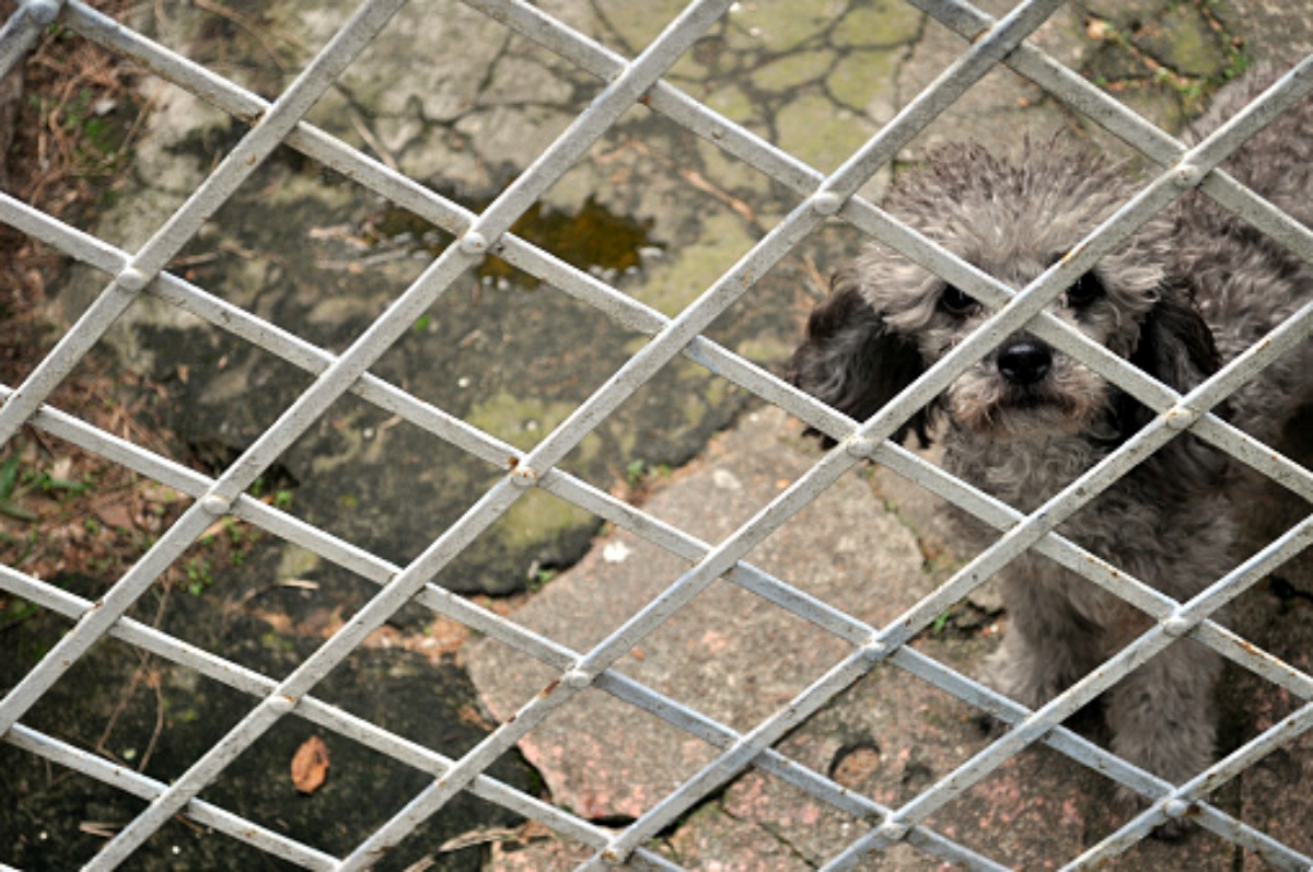 Condannato proprietario di un cane