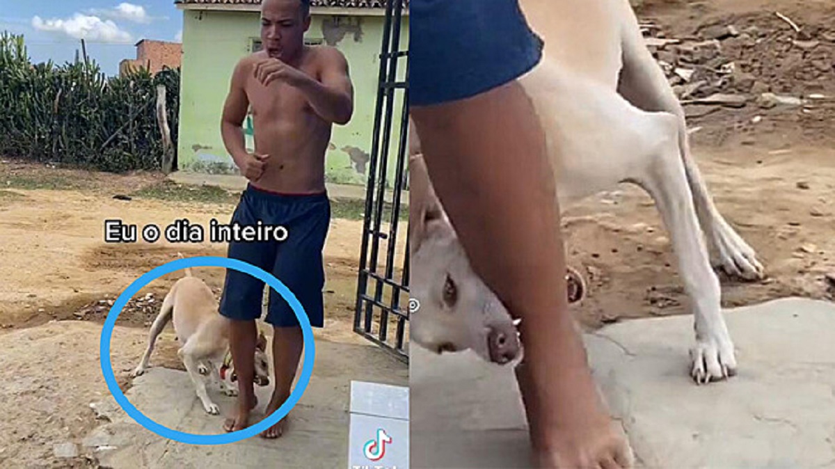 Cane odia la canzone e cerca di impedire al proprietario di ballare a tutti i costi