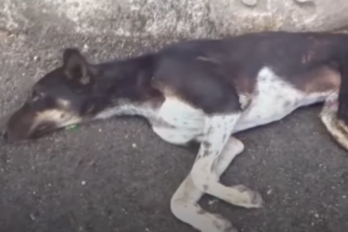 stray dog ​​accident