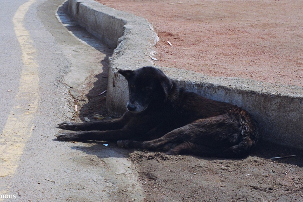 cane randagio incidente