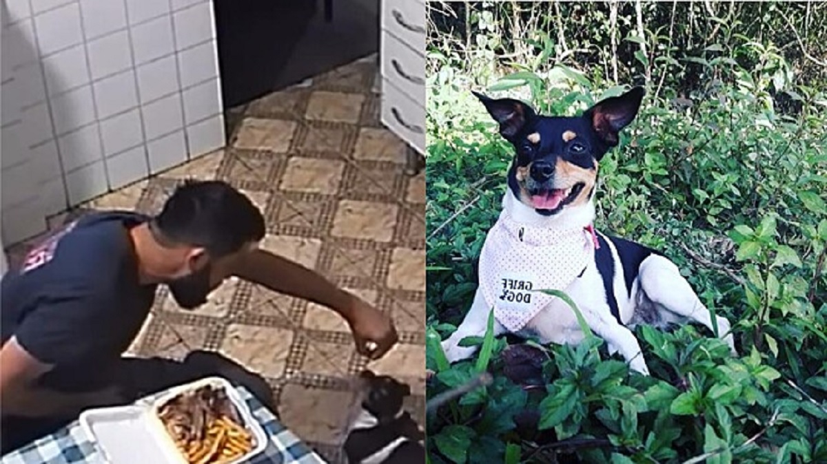 Cane scappa quando sente il rumore di un cestino del pranzo