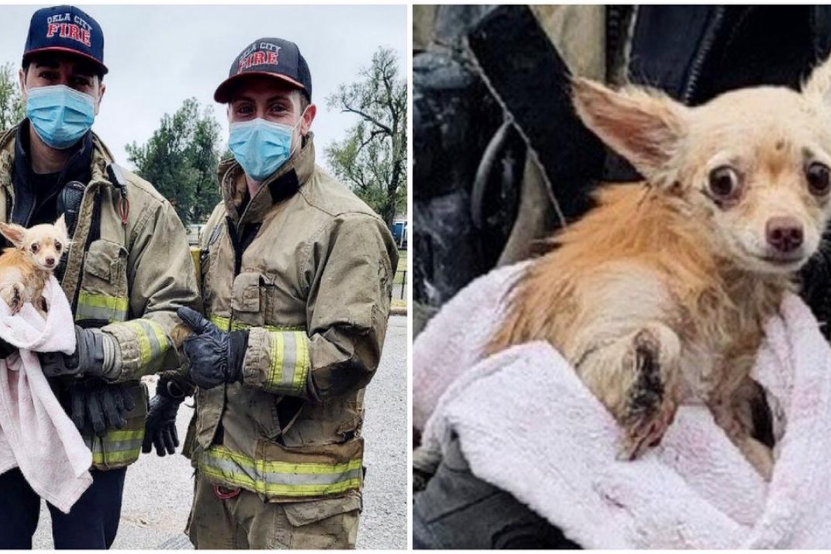 Vigili del Fuoco salvano la vita di un cane scomparso: era caduto in un tombino