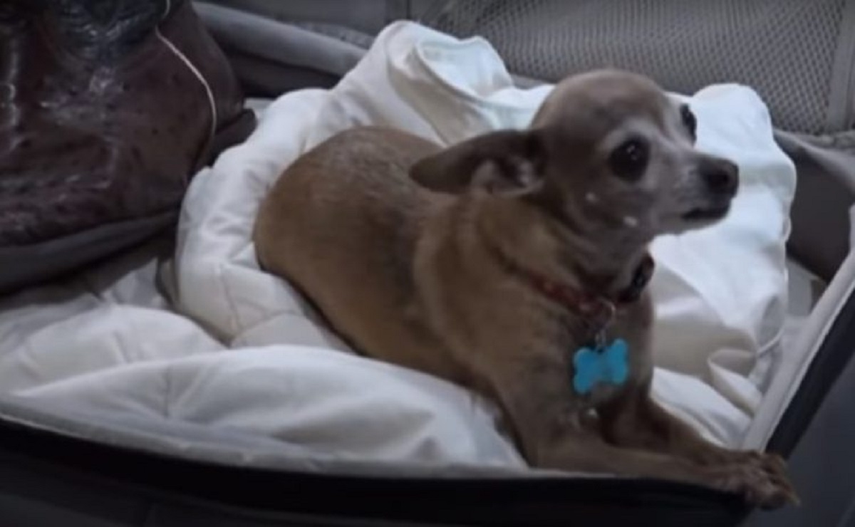 Cane si intrufola nella valigia per costringere i suoi genitori a portarlo in vacanza
