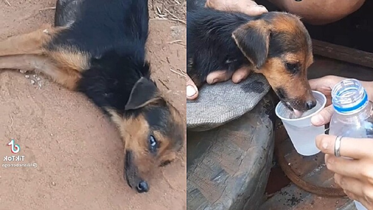 Cane stanco di camminare per strada in cerca di aiuto si salva