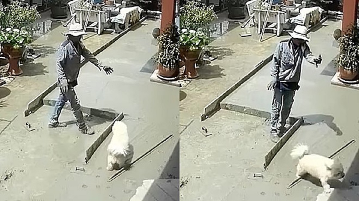 Cane calpesta il cemento fresco e la telecamera di sicurezza registra il dramma dei muratori