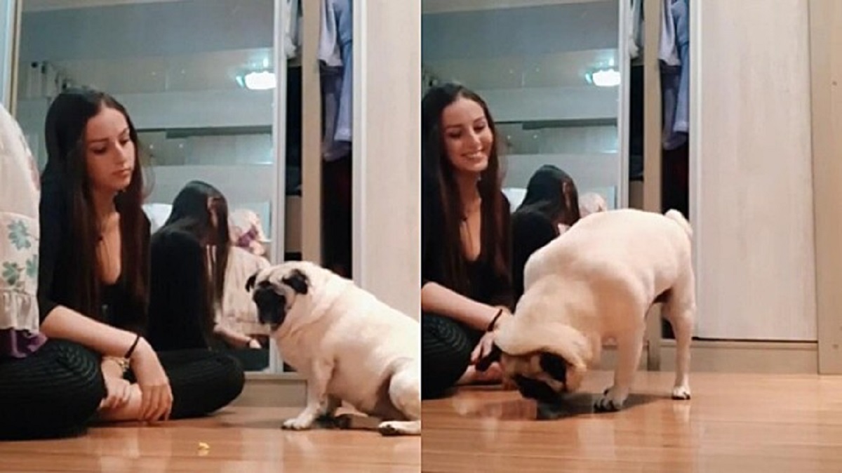 Pug learns sign language