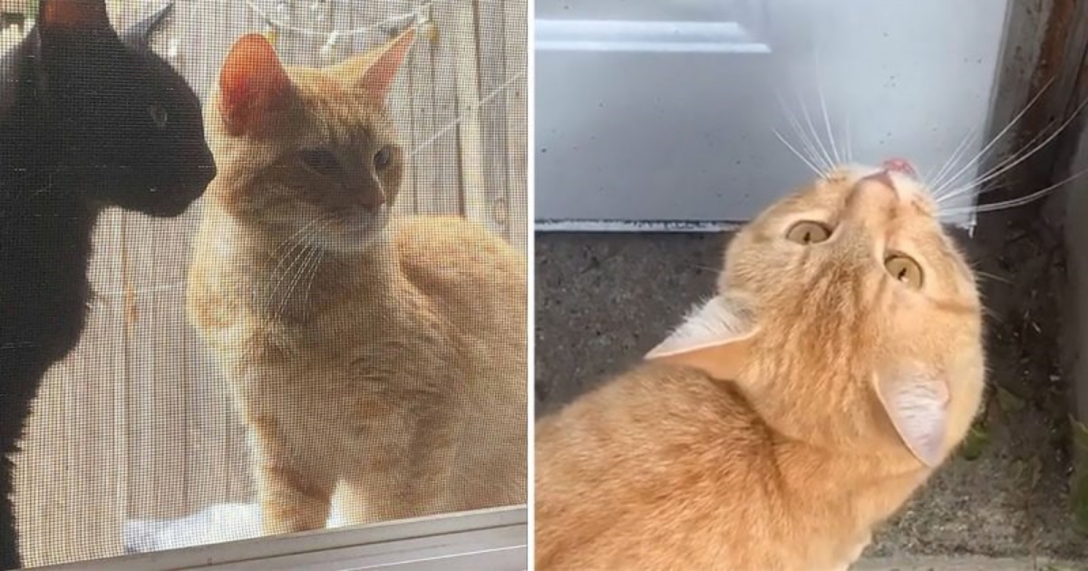 Coppia di gatti in cerca di aiuto per dare alla luce i propri cuccioli