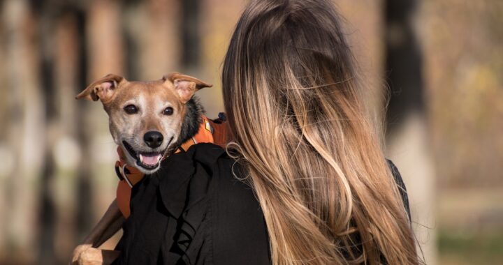 cose che il cane fa