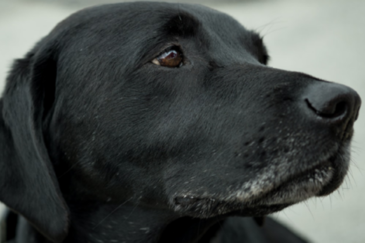 Crown Candy, la mamma cane che viveva da randagia e che non voleva essere salvata